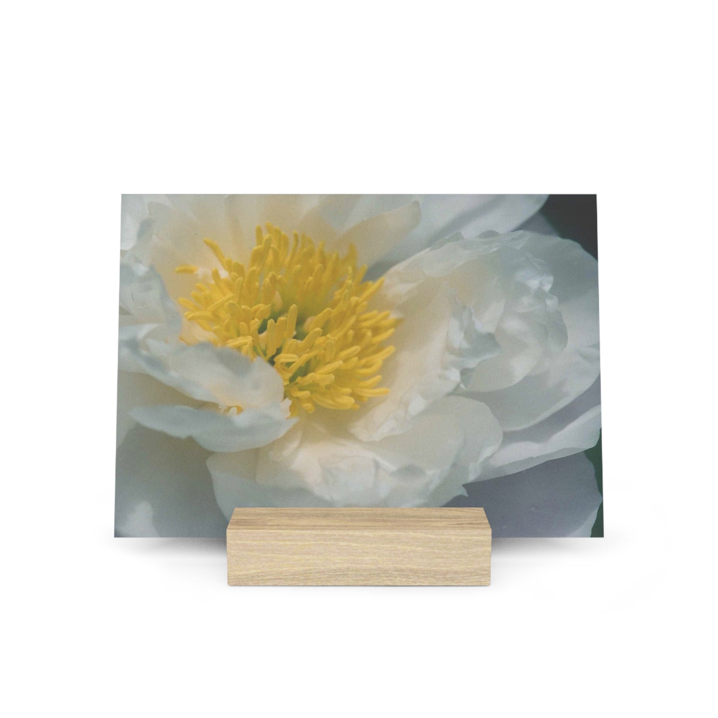 Peony Gallery Board with Stand