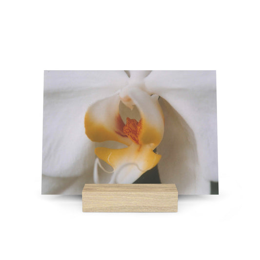 Orchid Gallery Board with Stand